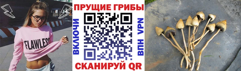 Псилоцибиновые грибы ЛСД  Каменск-Шахтинский 